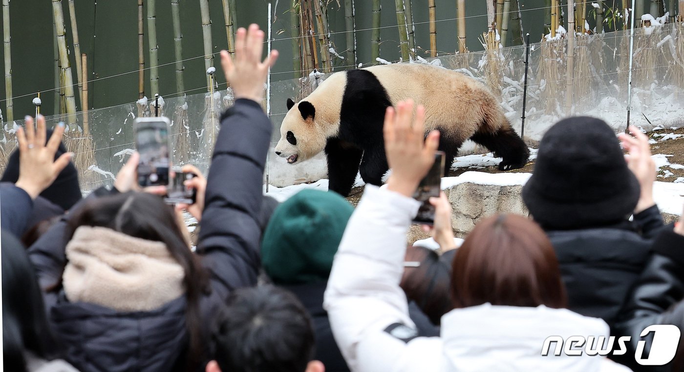 본문 이미지 - 22일 오후 경기 용인시 에버랜드 판다월드를 찾은 관람객들이 푸바오에게 손을 흔들며 인사하고 있다. 대중적으로 큰 인기를 얻은 자이언트 판다 푸바오는 4월 초 중국 송환을 앞두고 3월3일까지만 일반 관객에게 공개된다. 2024.2.22/뉴스1 ⓒ News1 박지혜 기자