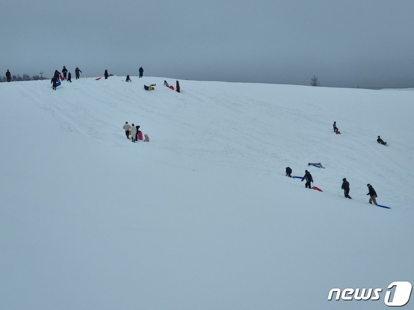 본문 이미지 - 24일 강원 평창군 대관령면의 도로변 언덕에서 가족 나들이객들이 눈썰매를 타고 있다. 2024.2.24/뉴스1 ⓒ News1 윤왕근 기자