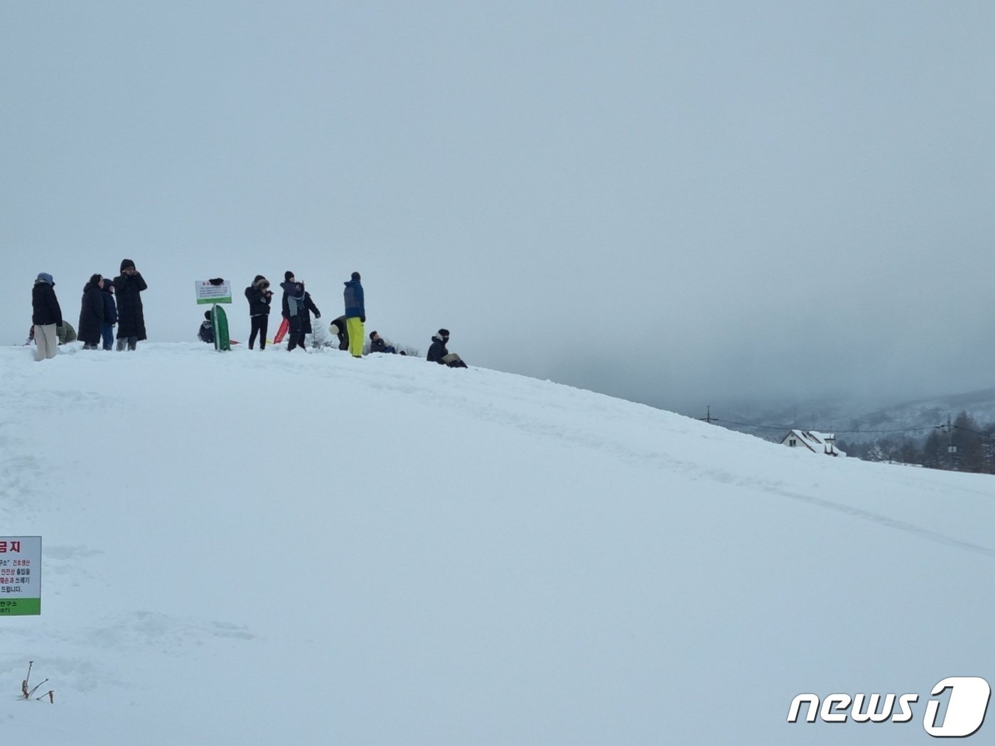 본문 이미지 - 24일 강원 평창군 대관령면의 도로변 언덕에서 가족 나들이객들이 눈썰매를 타고 있다. 2024.2.24/뉴스1 ⓒ News1 윤왕근 기자