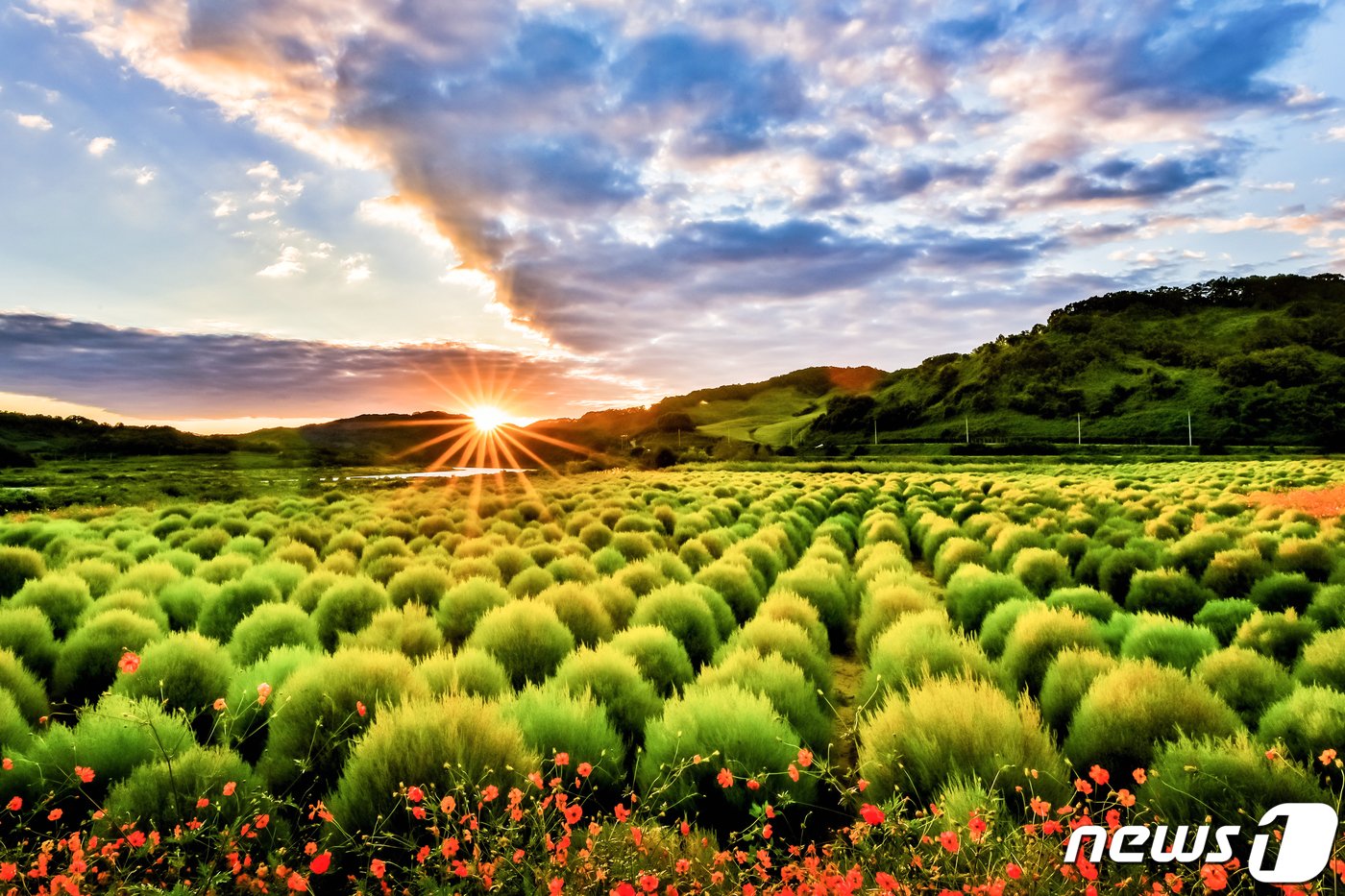 본문 이미지 - 댑싸리공원 &#40;사진=연천군&#41;