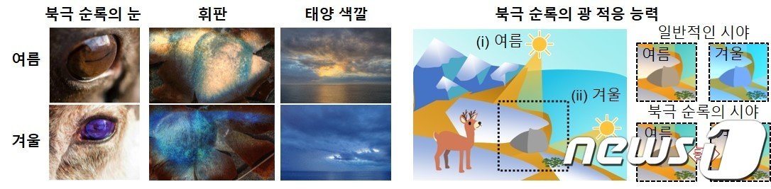 본문 이미지 - 계절에 따라 적응하는 북극 순록의 눈- 외부 빛 조건에 적응하는 눈을 통해 일반적으로는 계절에 따라 물체의 색이 달라지지만 북극 순록은 동일한 색상으로 본다.(지스트 제공)/뉴스1   