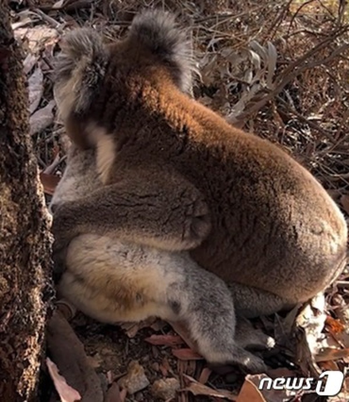 수컷 코알라가 쓰러진 암컷 코알라를 끌어안고 있다. 호주 동물보호단체 '코알라 레스큐' 영상 갈무리.