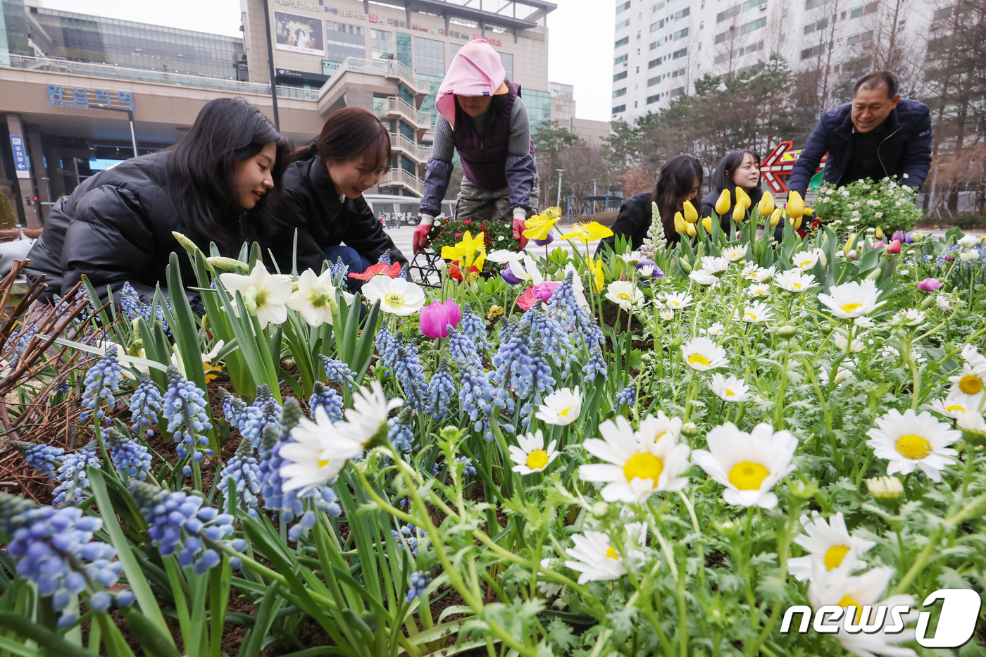 (서울=뉴스1) 민경석 기자 = 29일 오전 서울 성동구 왕십리광장에서 공원녹지과 직원들이 다가오는 봄을 맞아 비올라·데이지·튤립 등 다채로운 봄꽃이 어우러진 화단을 조성하고 있다 …