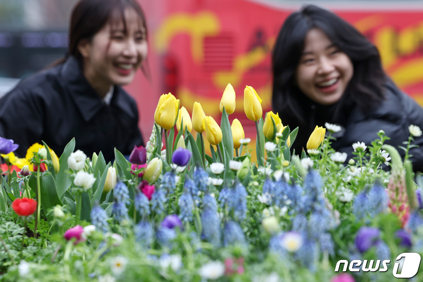 (서울=뉴스1) 민경석 기자 = 29일 오전 서울 성동구 왕십리광장에서 공원녹지과 직원들이 다가오는 봄을 맞아 비올라·데이지·튤립 등 다채로운 봄꽃이 어우러진 화단을 조성하고 있다 …