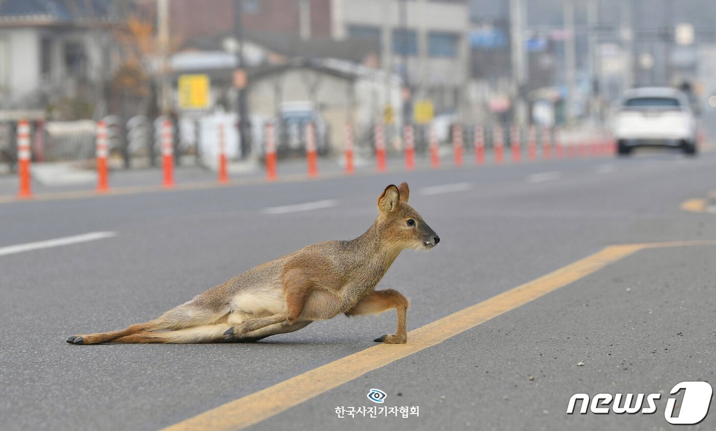 본문 이미지 - 한국보도사진상 네이처 최우수상 '로드킬 직전 구사일생' - 영남일보 이지용 기자1일 오전 경북 영천시 청통면 금송로에서 교통사고로 다리를 다친 고라니가 힘겹게 도로를 벗어나고 있다. 도로를 벗어난 고라니는 영천시에 의해 구조됐다.