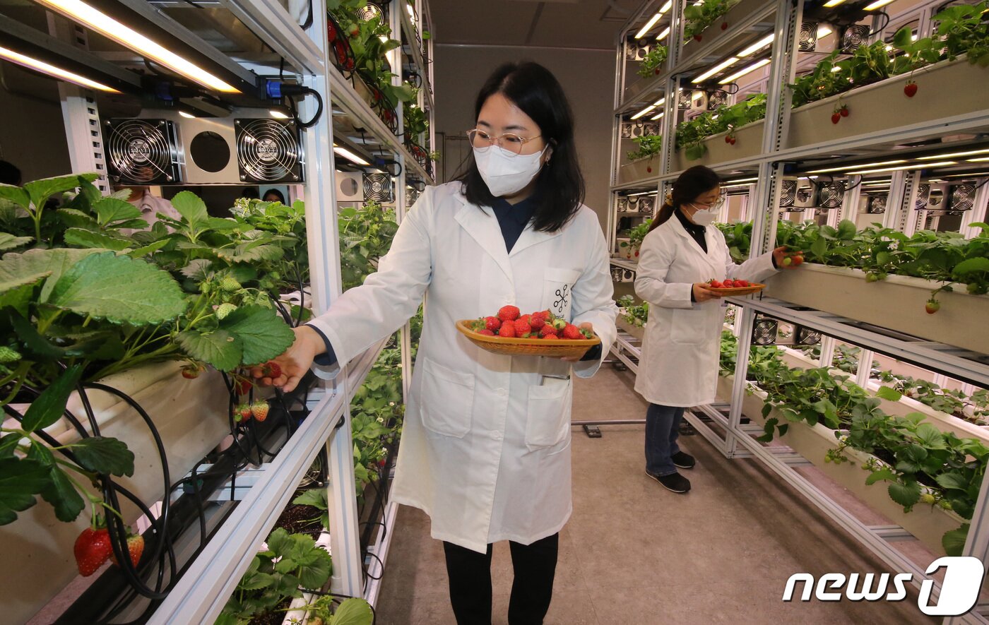 본문 이미지 - 대전 중구 대흥동에 위치한 대전팜에서 관계자들이 딸기를 관찰하고 있다. 2024.2.6/뉴스1 ⓒ News1 김기태 기자