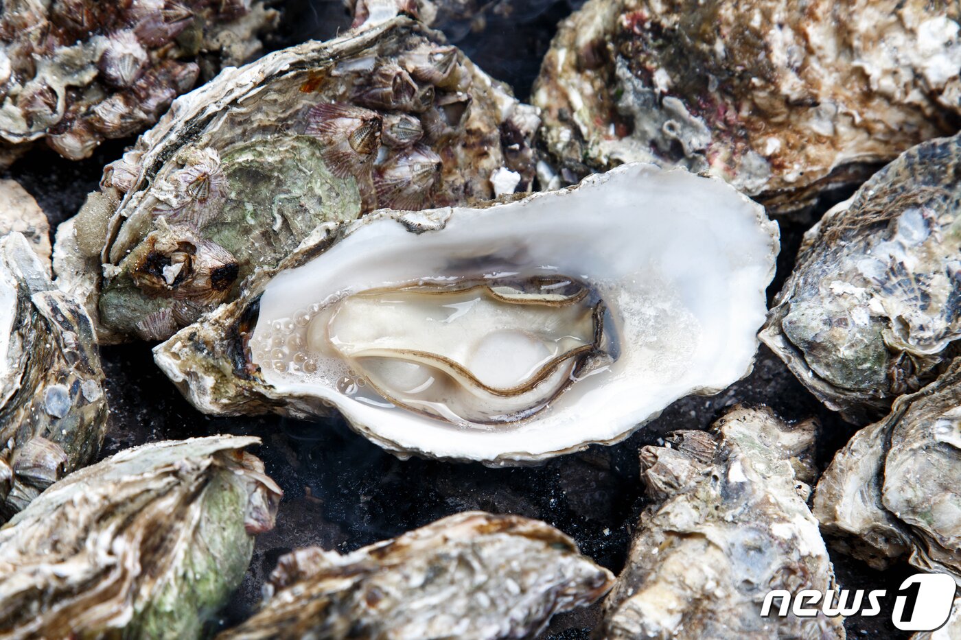본문 이미지 - 굴구이 모습.(전남도 제공) 2024.2.7/뉴스1