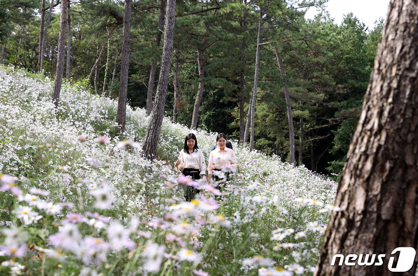 강진 옴천 구절초동산.&#40;강진군 제공&#41; ⓒ News1