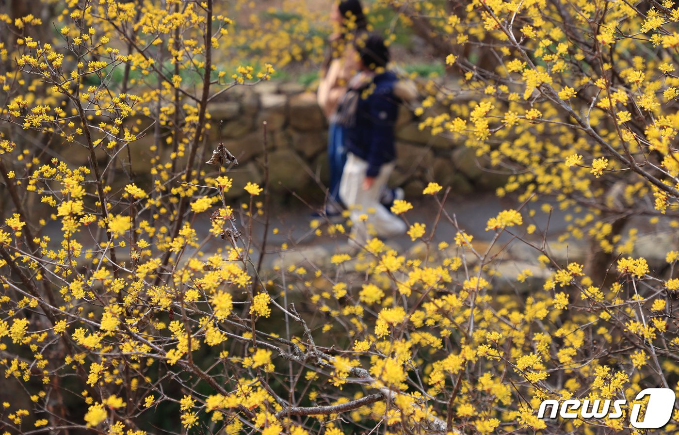 본문 이미지 - 10일 오전 전남 구례군 산동면 반곡마을과 산수유사랑공원에 노랗게 물든 산수유꽃이 활짝 피어 있다. (구례군 제공) 2024.3.10/뉴스1 ⓒ News1 김동수 기자