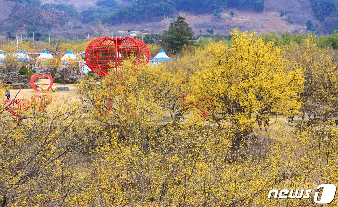 본문 이미지 - 10일 오전 전남 구례군 산동면 반곡마을과 산수유사랑공원에 노랗게 물든 산수유꽃이 활짝 피어 있다.  (구례군 제공)2024.3.10/뉴스1 ⓒ News1 김동수 기자