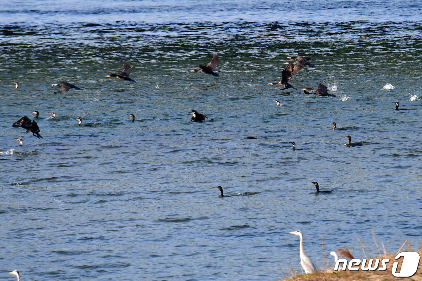 (포항=뉴스1) 최창호 기자 = 12일 오전 경북 포항시 남구 연일읍 형산강변에서 백로와 왜가리가 가마우지들의 사냥 모습을 지켜보고 있다. 2024.3.12/뉴스1