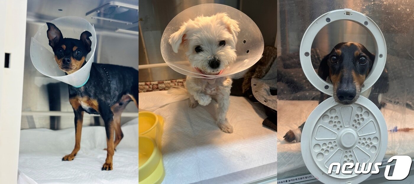 본문 이미지 - 심장판막수술을 받은 강아지들(넬동물의료센터 제공) ⓒ 뉴스1