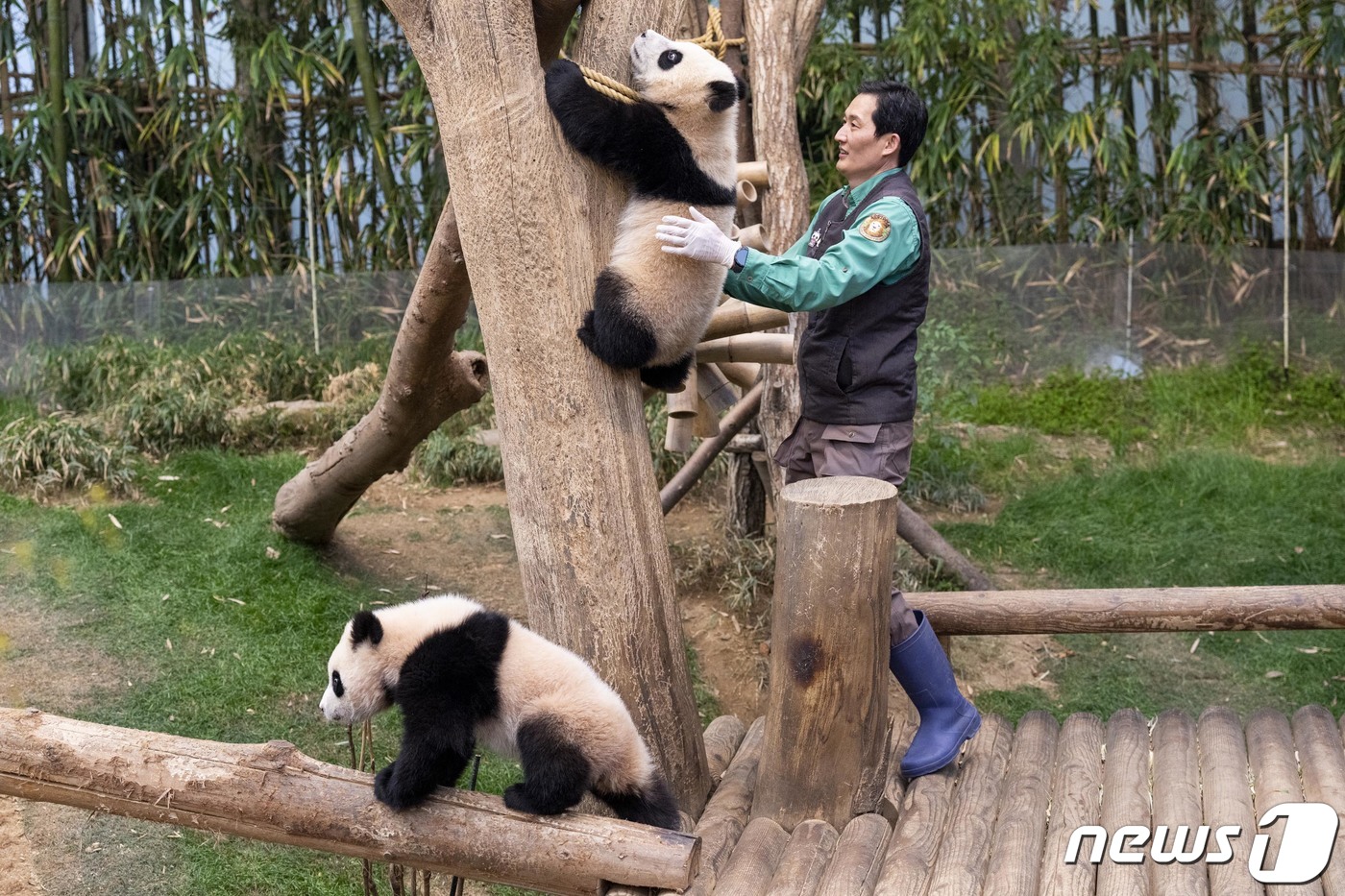 (서울=뉴스1) = 삼성물산 리조트부문 에버랜드가 14일 쌍둥이 판다 루이바오, 후이바오의 퇴근 무렵 모습을 14일 SNS에 공개했다.생후 8개월이 된 루이바오, 후이바오는 귀여운 …