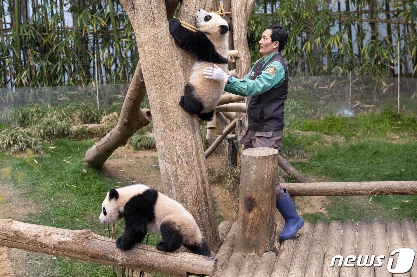 본문 이미지 - 삼성물산 리조트부문 에버랜드가 14일 쌍둥이 판다 루이바오, 후이바오의 퇴근 무렵 모습을 14일 SNS에 공개했다. 생후 8개월이 된 루이바오, 후이바오는 귀여운 외모와 앙증맞은 행동으로 팬들로부터 많은 사랑과 관심을 받고 있다. 사진은 조금 더 놀고 싶어하는 쌍둥이 판다의 모습. (삼성물산 제공) 2024.3.14/뉴스1