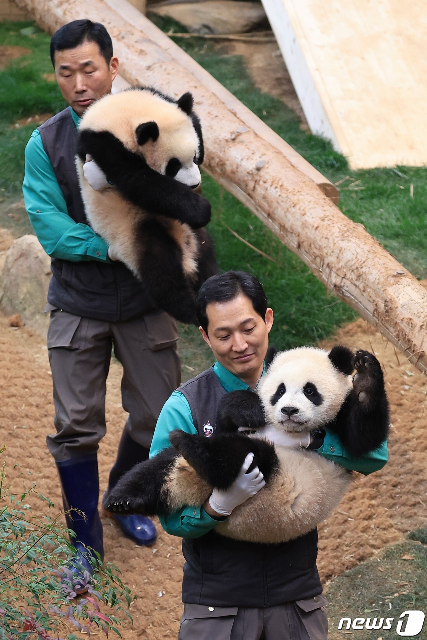 (서울=뉴스1) = 삼성물산 리조트부문 에버랜드가 14일 쌍둥이 판다 루이바오, 후이바오의 퇴근 무렵 모습을 14일 SNS에 공개했다.생후 8개월이 된 루이바오, 후이바오는 귀여운 …