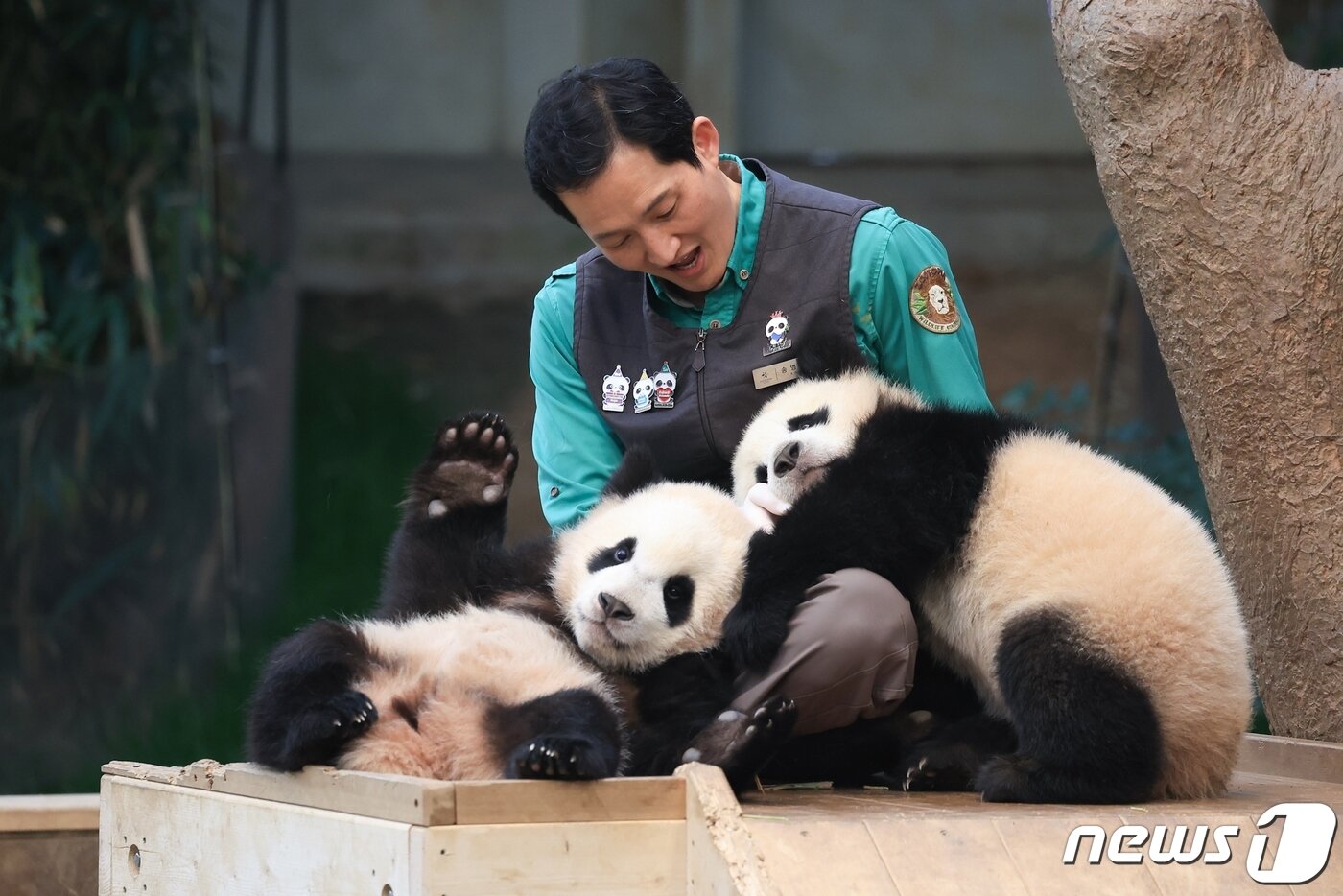 본문 이미지 - 삼성물산 리조트부문 에버랜드가 14일 쌍둥이 판다 루이바오, 후이바오의 퇴근 무렵 모습을 14일 SNS에 공개했다. (삼성물산 제공) 2024.3.14/뉴스1
