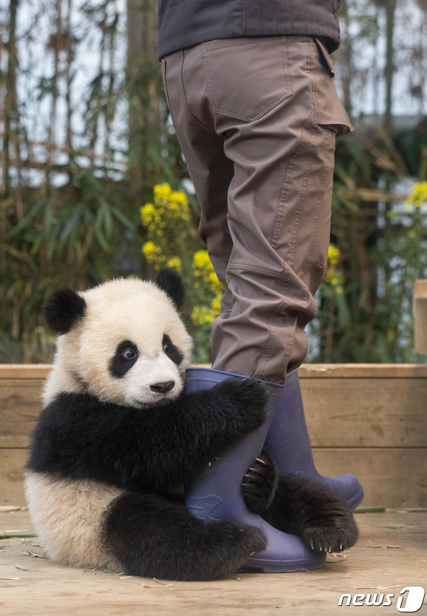 (서울=뉴스1) = 삼성물산 리조트부문 에버랜드가 14일 쌍둥이 판다 루이바오, 후이바오의 퇴근 무렵 모습을 14일 SNS에 공개했다.생후 8개월이 된 루이바오, 후이바오는 귀여운 …