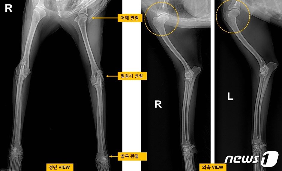 푸들 강아지 방사선 촬영 영상. 어깨뼈 부분에서 골극이 관찰됐다&#40;VIP동물의료센터 동대문점 제공&#41;. ⓒ 뉴스1