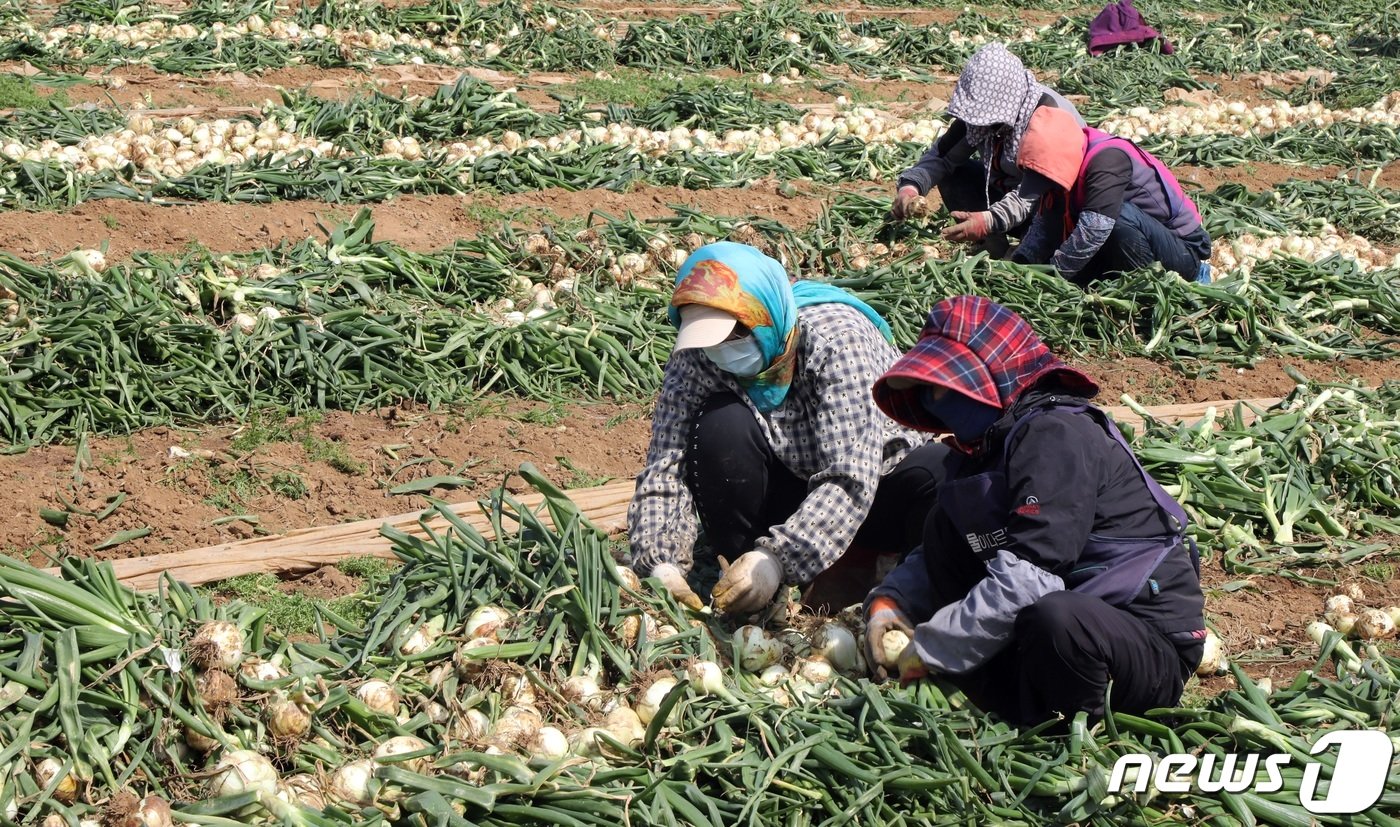 본문 이미지 - 18일 오후 제주 서귀포시 대정읍 한 양파밭에서 농민들이 조생양파를 수확하고 있다. 제주산 조생양파는 전국에서 가장 먼저 수확돼 출하된다.2024.3.18/뉴스1 ⓒ News1 고동명 기자