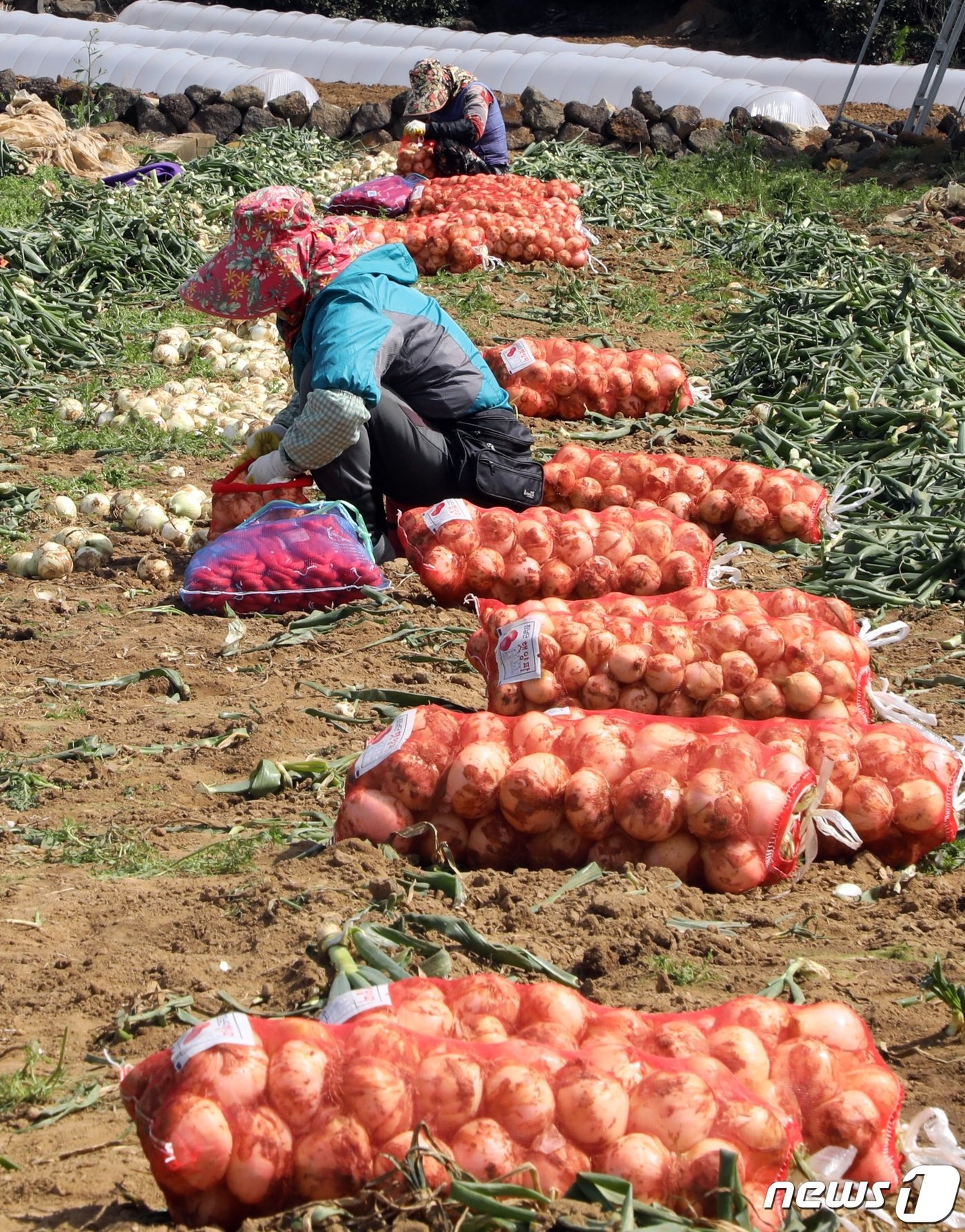 본문 이미지 - 18일 오후 제주 서귀포시 대정읍 한 양파밭에서 농민들이 조생양파를 수확하고 있다. 제주산 조생양파는 전국에서 가장 먼저 수확돼 출하된다. 2024.3.18/뉴스1 ⓒ News1 고동명 기자