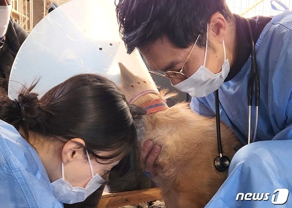 본문 이미지 - VIP동물의료센터는 19일 경기 양주시 민간 유실유기동물보호소에서 봉사활동을 진행했다.(VIP동물의료센터 제공) ⓒ 뉴스1