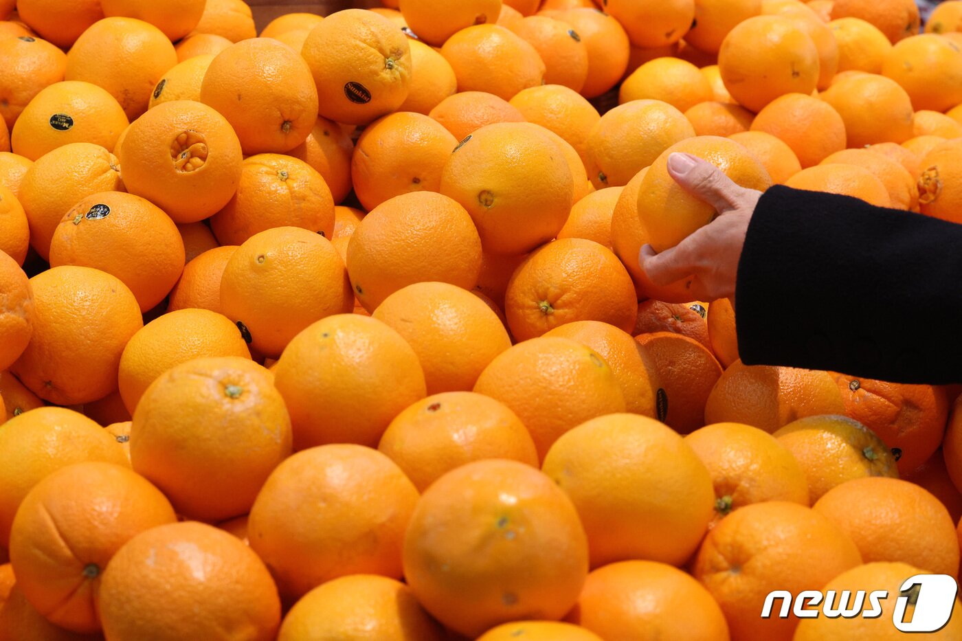 본문 이미지 - 서울의 한 대형마트에서 오렌지를 고르는 모습. (뉴스1DB) ⓒ 뉴스1 신웅수 기자