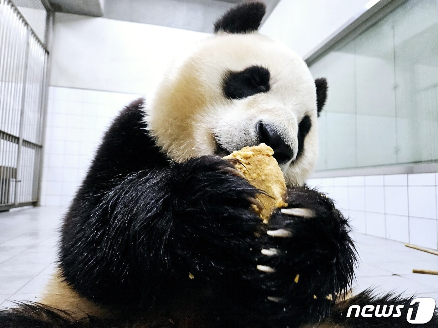 본문 이미지 - 송영관 사육사가 공개한 푸바오의 근황.(에버랜드 네이버 카페 '주토피아' 갈무리)