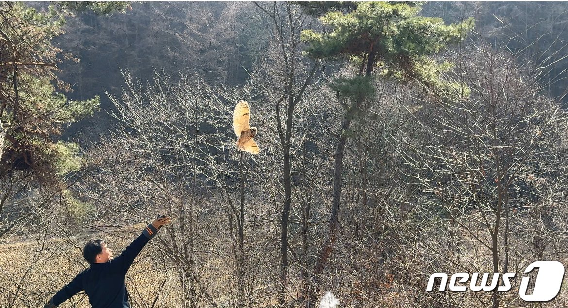 칡부엉이 방생 모습.&#40;경기도 제공&#41;