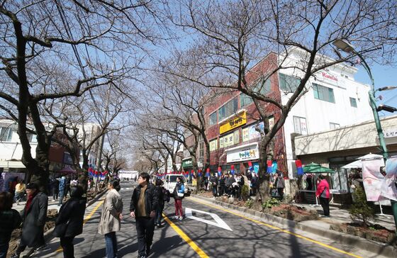 '벚꽃 오려나'…제주시 3곳서 벚꽃축제 '꽃 없는 축제' 노심초사
