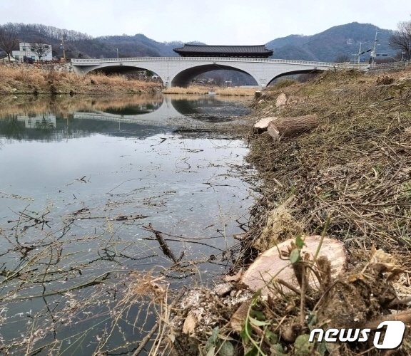 본문 이미지 - 잘려나간 전주천 버드나무(전북환경운동연합 제공)/뉴스1