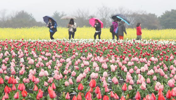 [오늘의 날씨] 제주(30일, 월)…봄비 최대 100㎜