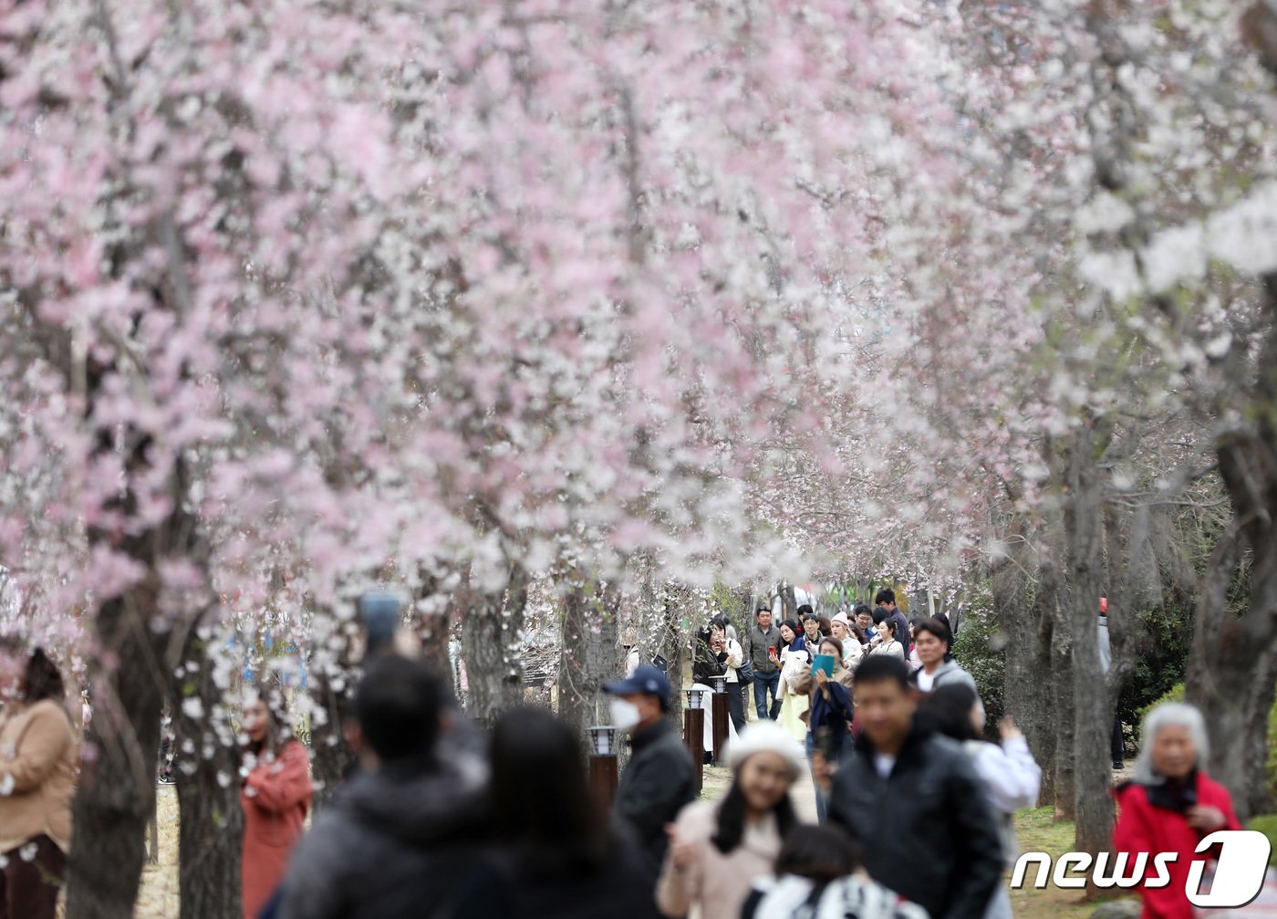 국내 대표 벚꽃 축제인 진해군항제가 열리고 있는 24일 경남 창원시 진해구 경화역공원에서 관광객들이 일부 개화하기 시작한 벚꽃을 보며 즐거운 시간을 보내고 있다. 2024.3.24/뉴스1 ⓒ News1 윤일지 기자