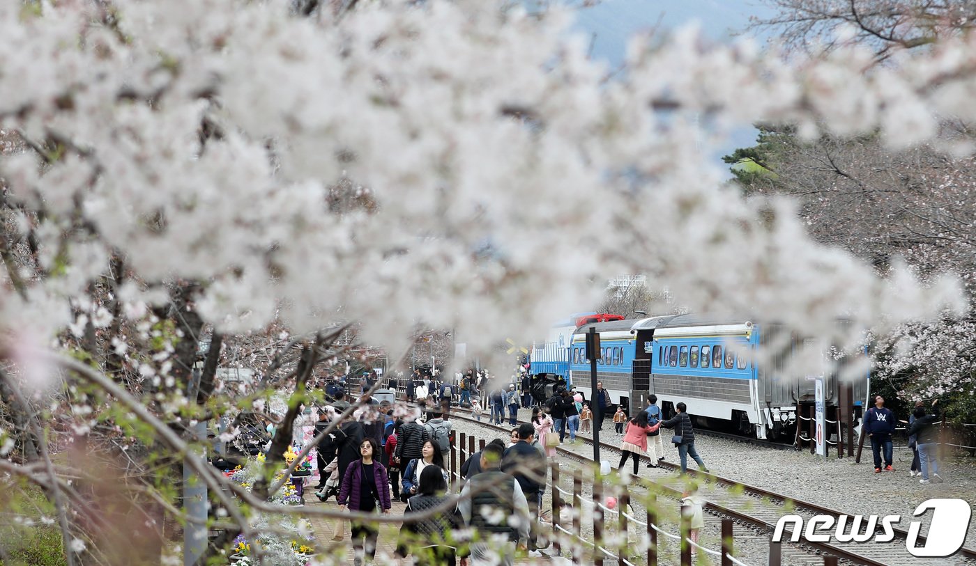 국내 대표 벚꽃 축제인 진해군항제가 열리고 있는 24일 경남 창원시 진해구 경화역공원에서 관광객들이 일부 개화하기 시작한 벚꽃을 보며 즐거운 시간을 보내고 있다. 2024.3.24/뉴스1 ⓒ News1 윤일지 기자