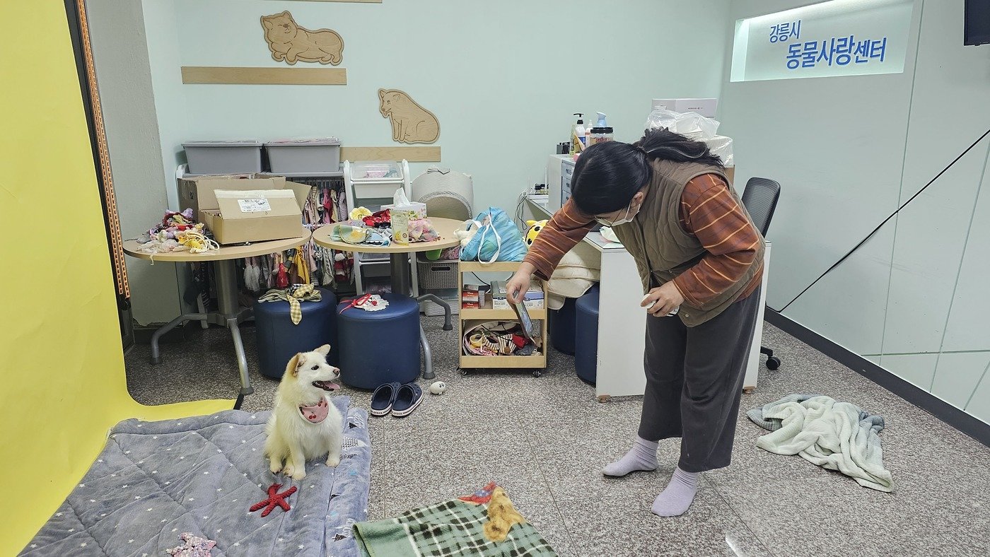 강릉시 동물사랑센터 직원이 포인핸드 입양홍보 사진을 촬영하는 모습 /제공 = 포인핸드