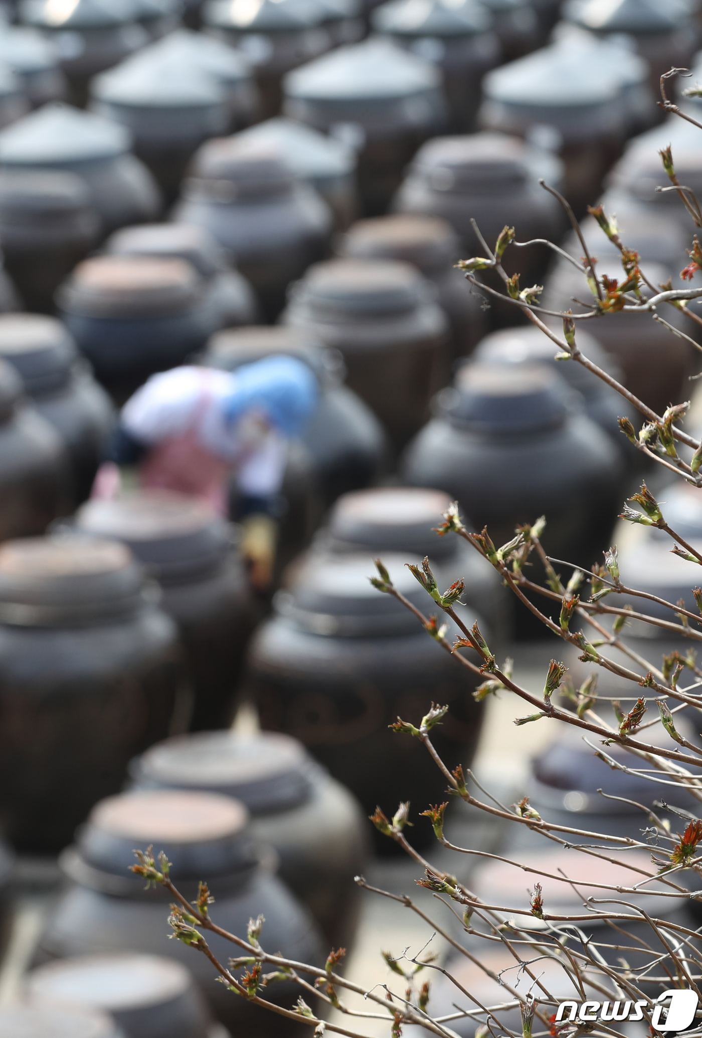 (안성=뉴스1) 김영운 기자 = 완연한 봄날씨를 보인 27일 오후 경기 안성시 일죽면 서일농원에서 직원들이 장독대를 닦고 있다. 2024.3.27/뉴스1