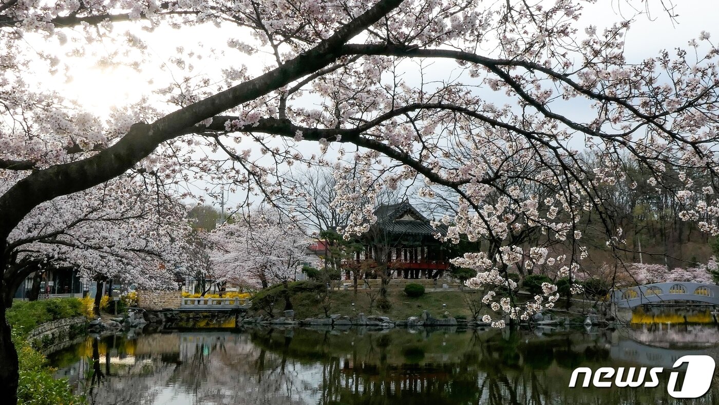 본문 이미지 - 봄비가 그친 29일 '벚꽃 명소' 김천 교동 '연화지' 에 벚꽃이 만개했다. 김천시는 김천시는 연화지를 방문하는 관광객에게 봄 야경을 만끽하고 추억을 만들 수 있도록 다음달 7일까지 연화지와 직지천 주변 벚꽃나무에 야간 경관조명을 점등한고 밝혔다. (김천시 제공) 2024.3.29/뉴스1 ⓒ News1 정우용 기자