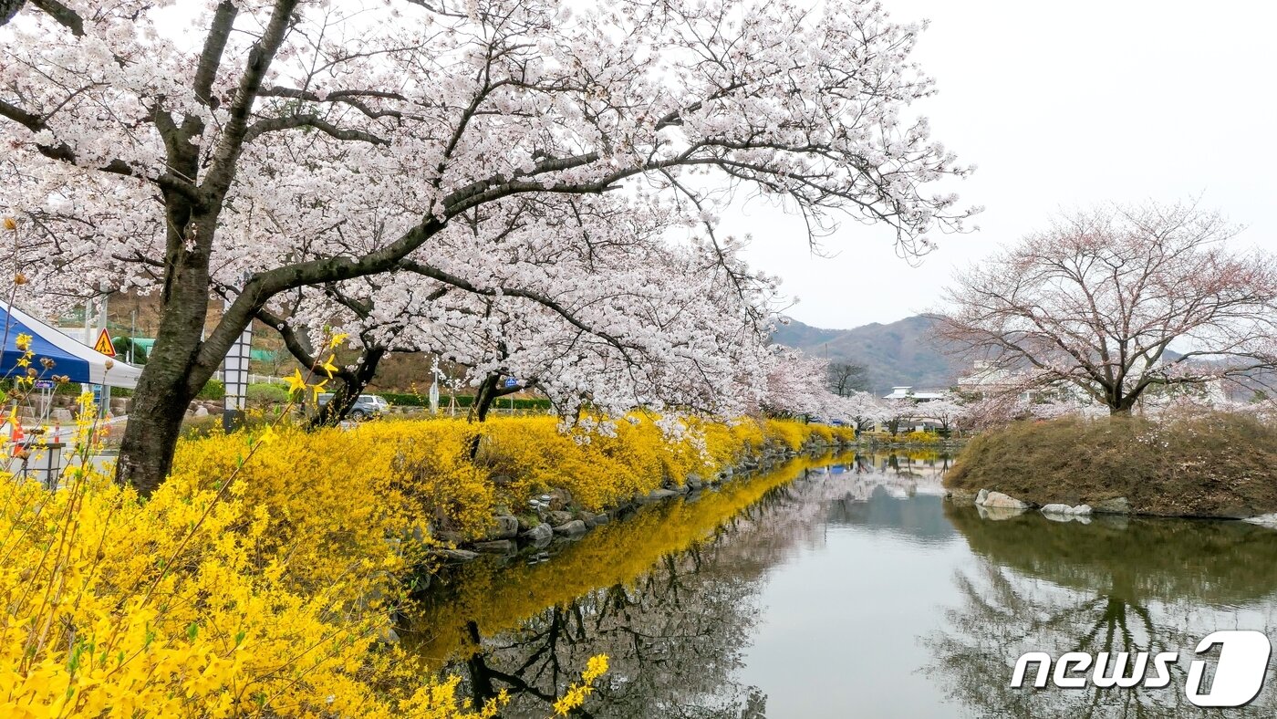 본문 이미지 - 봄비가 그친 29일 '벚꽃 명소' 김천 교동 '연화지' 에 개나리와 벚꽃이 만개했다. 김천시는 김천시는 연화지를 방문하는 관광객에게 봄 야경을 만끽하고 추억을 만들 수 있도록 다음달 7일까지 연화지와 직지천 주변 벚꽃나무에 야간 경관조명을 점등한고 밝혔다. (김천시 제공) 2024.3.29/뉴스1 ⓒ News1 정우용 기자