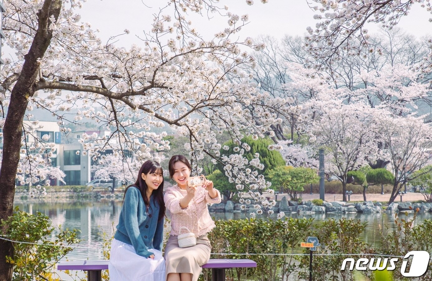 본문 이미지 - 봄비가 그친 29일 '벚꽃 명소' 김천 교동 '연화지' 에 벚꽃이 만개했다. 김천시는 김천시는 연화지를 방문하는 관광객에게 봄 야경을 만끽하고 추억을 만들 수 있도록 다음달 7일까지 연화지와 직지천 주변 벚꽃나무에 야간 경관조명을 점등한고 밝혔다. (김천시 제공) 2024.3.29/뉴스1 ⓒ News1 정우용 기자