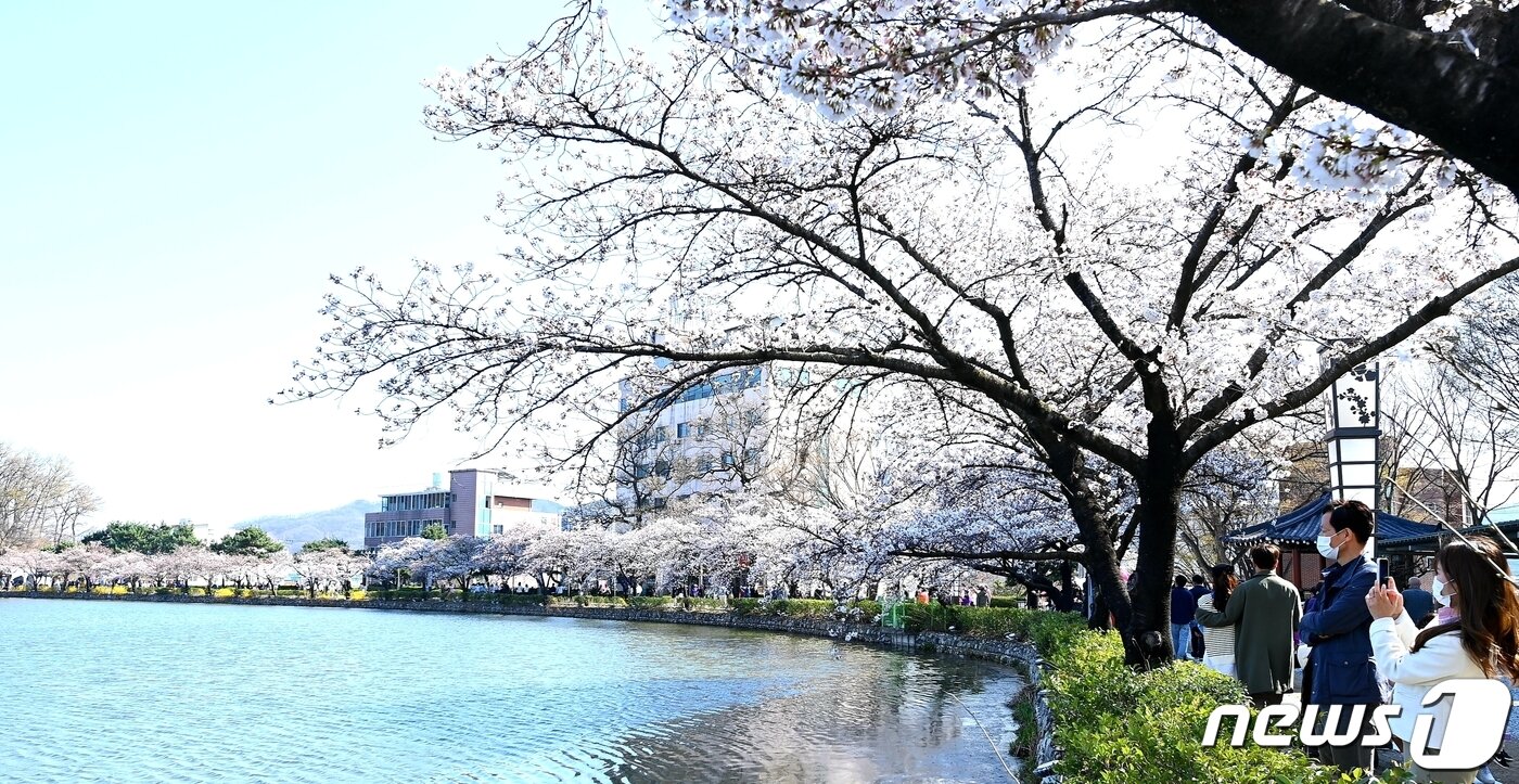 본문 이미지 - 봄비가 그친 29일 '벚꽃 명소' 김천 교동 '연화지' 에 벚꽃이 만개했다. 김천시는 김천시는 연화지를 방문하는 관광객에게 봄 야경을 만끽하고 추억을 만들 수 있도록 다음달 7일까지 연화지와 직지천 주변 벚꽃나무에 야간 경관조명을 점등한고 밝혔다. (김천시 제공) 2024.3.29/뉴스1 ⓒ News1 정우용 기자