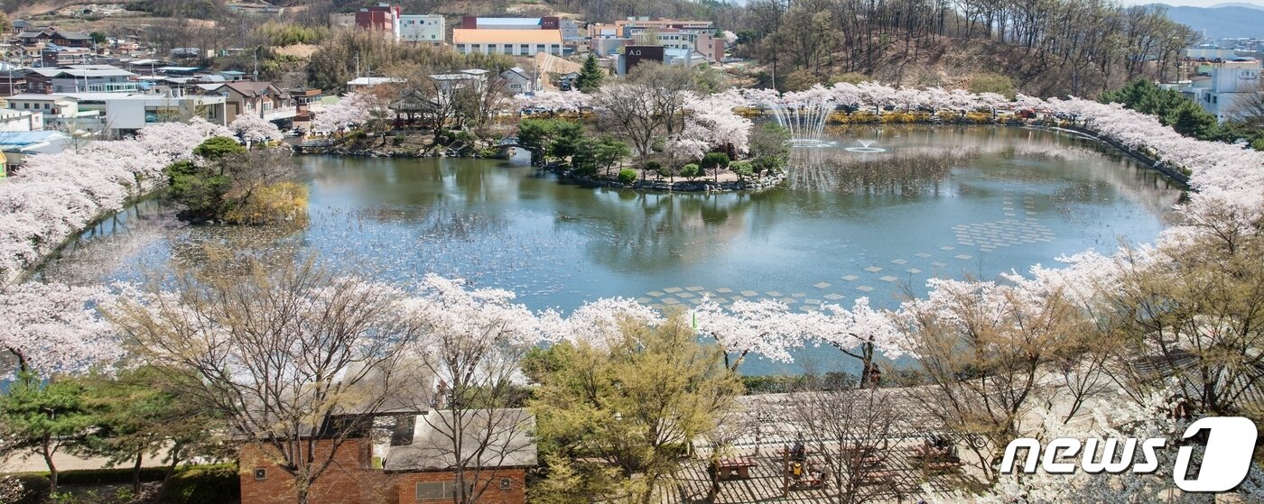 본문 이미지 - 봄비가 그친 29일 '벚꽃 명소' 김천 교동 '연화지' 에 벚꽃이 만개했다. 김천시는 김천시는 연화지를 방문하는 관광객에게 봄 야경을 만끽하고 추억을 만들 수 있도록 다음달 7일까지 연화지와 직지천 주변 벚꽃나무에 야간 경관조명을 점등한고 밝혔다. (김천시 제공) 2024.3.29/뉴스1 ⓒ News1 정우용 기자