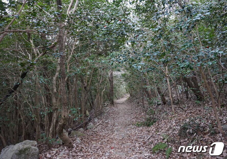 본문 이미지 - 진도아리랑비로 가는 동백숲길. 2024.3.29 뉴스1 ⓒ News1 조영석 기자 