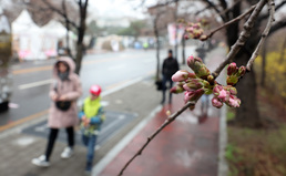 봄꽃축제 개막, '벚꽃은 아직'