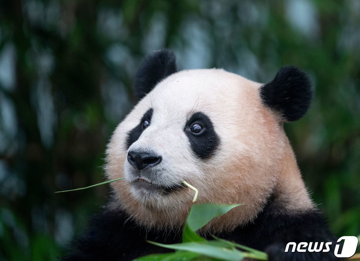 본문 이미지 - 자이언트 판다 푸바오가 오는 4월 중국 이동을 앞두고 관람객들과 3일 마지막 인사를 나눴다. 에버랜드는 푸바오가 중국으로 출발하는 당일 팬들과 함께 배웅하는 환송 행사를 검토 중이다. (삼성물산 제공) 2024.3.3/뉴스1