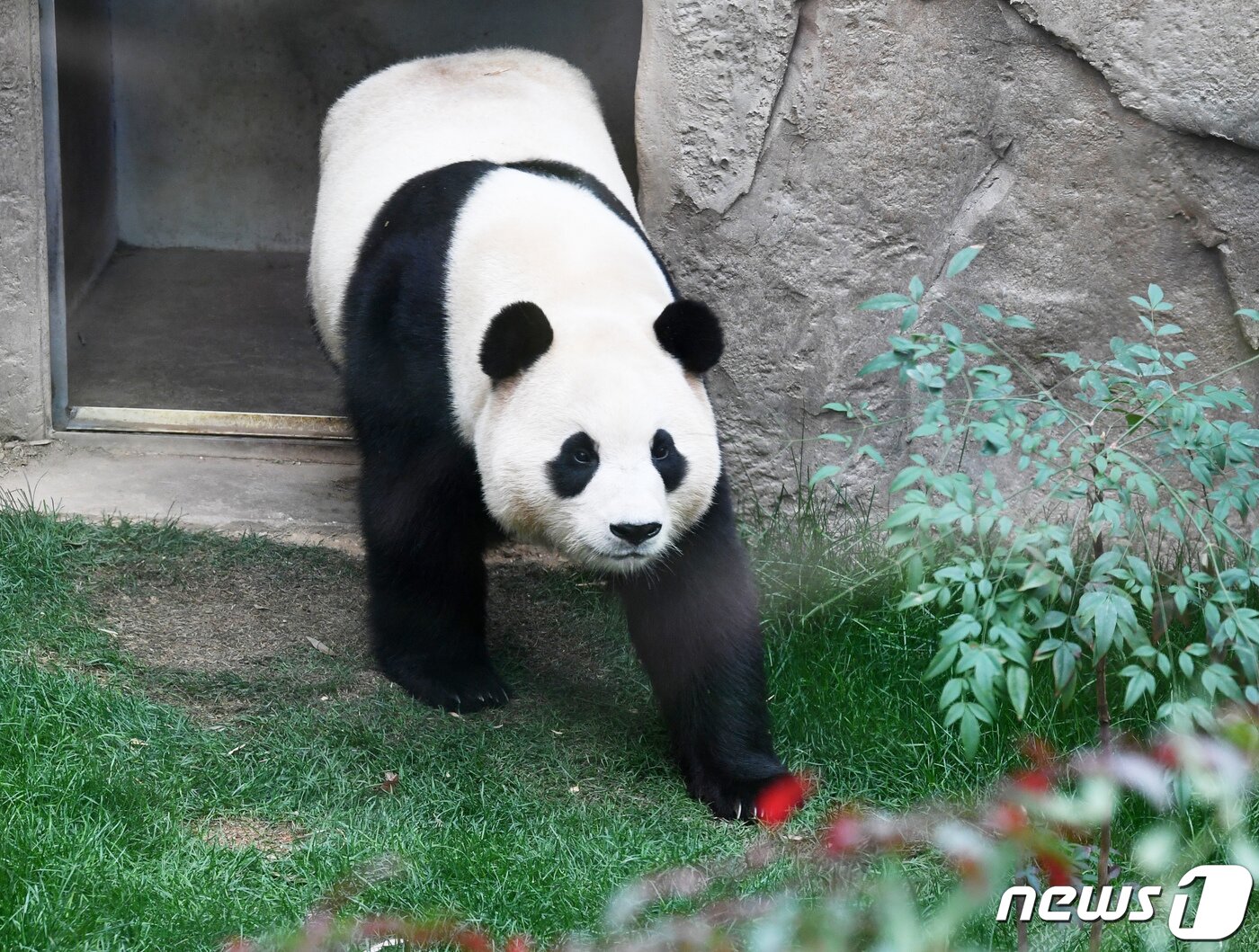 본문 이미지 - 푸바오가 일반 관람객들을 만나는 마지막 날인 3일 오전 경기 용인시 에버랜드 판다월드 실내 방사장에서 푸바오가 산책을 하고 있다. 2024.3.3/뉴스1 ⓒ News1 사진공동취재단