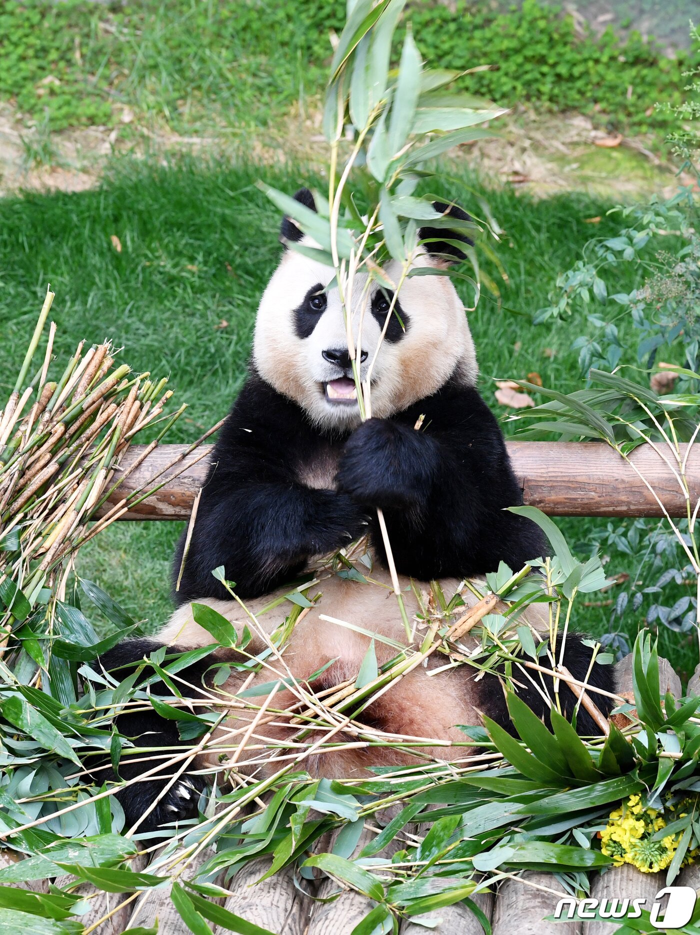 본문 이미지 - 푸바오가 일반 관람객들을 만나는 마지막 날인 3일 오전 경기 용인시 에버랜드 판다월드 실내 방사장에서 푸바오가 대나무를 먹고 있다. 2024.3.3/뉴스1 ⓒ News1 사진공동취재단