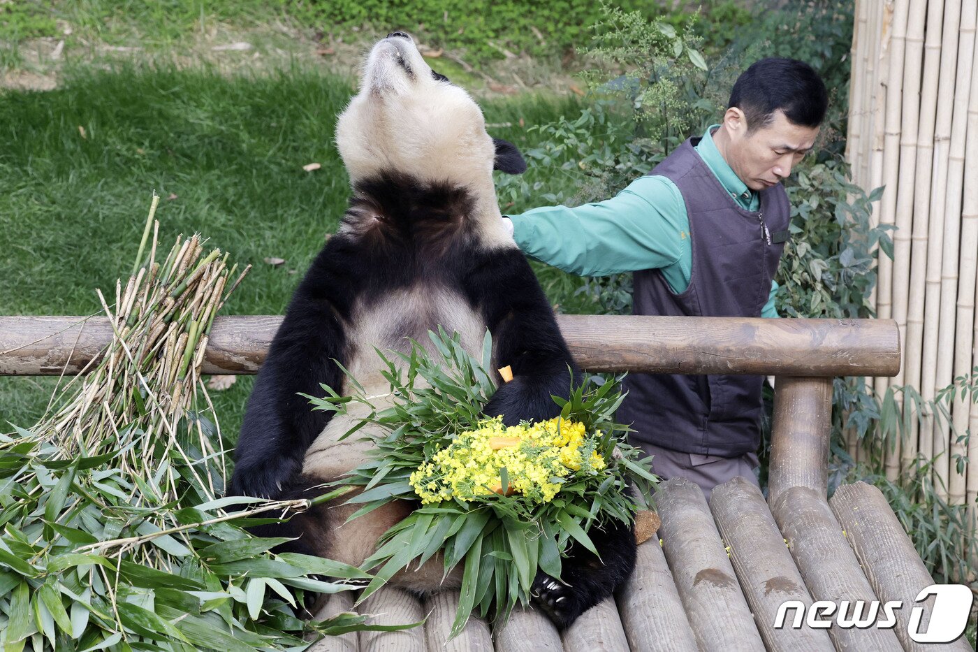 본문 이미지 - 푸바오가 일반 관람객들을 만나는 마지막 날인 3일 오전 경기 용인시 에버랜드 판다월드 실내 방사장에서 강철원 사육사가 푸바오를 쓰다듬고 있다. 2024.3.3/뉴스1 ⓒ News1 사진공동취재단