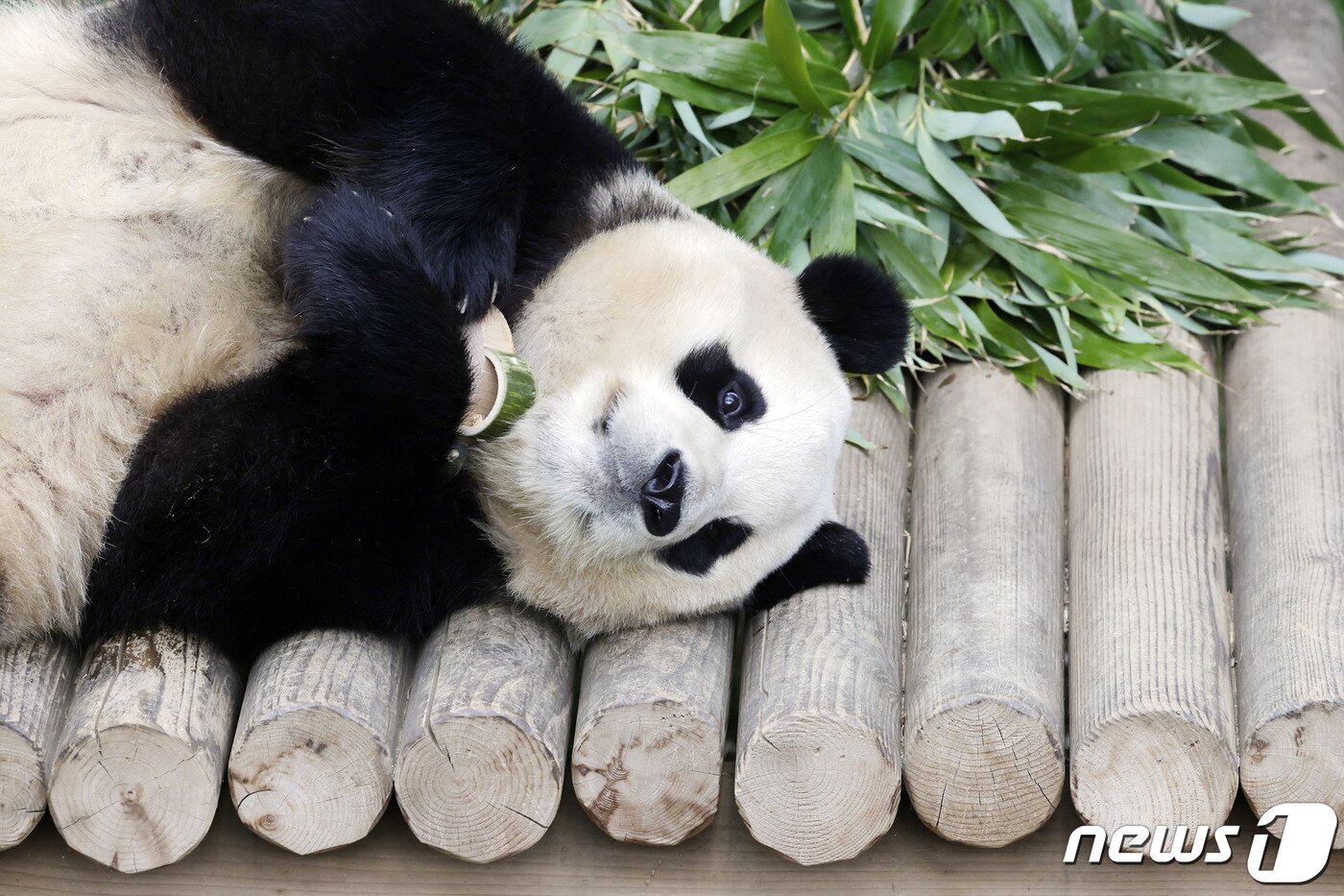 본문 이미지 - 푸바오가 일반 관람객들을 만나는 마지막 날인 3일 오전 경기 용인시 에버랜드 판다월드 실내 방사장에서 푸바오가 대나무 인형을 안고 있다. 2024.3.3/뉴스1 ⓒ News1 사진공동취재단