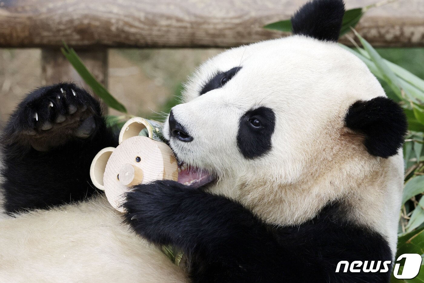본문 이미지 - 푸바오가 일반 관람객들을 만나는 마지막 날인 3일 오전 경기 용인시 에버랜드 판다월드 실내 방사장에서 푸바오가 대나무 인형을 안고 있다. 2024.3.3/뉴스1 ⓒ News1 사진공동취재단