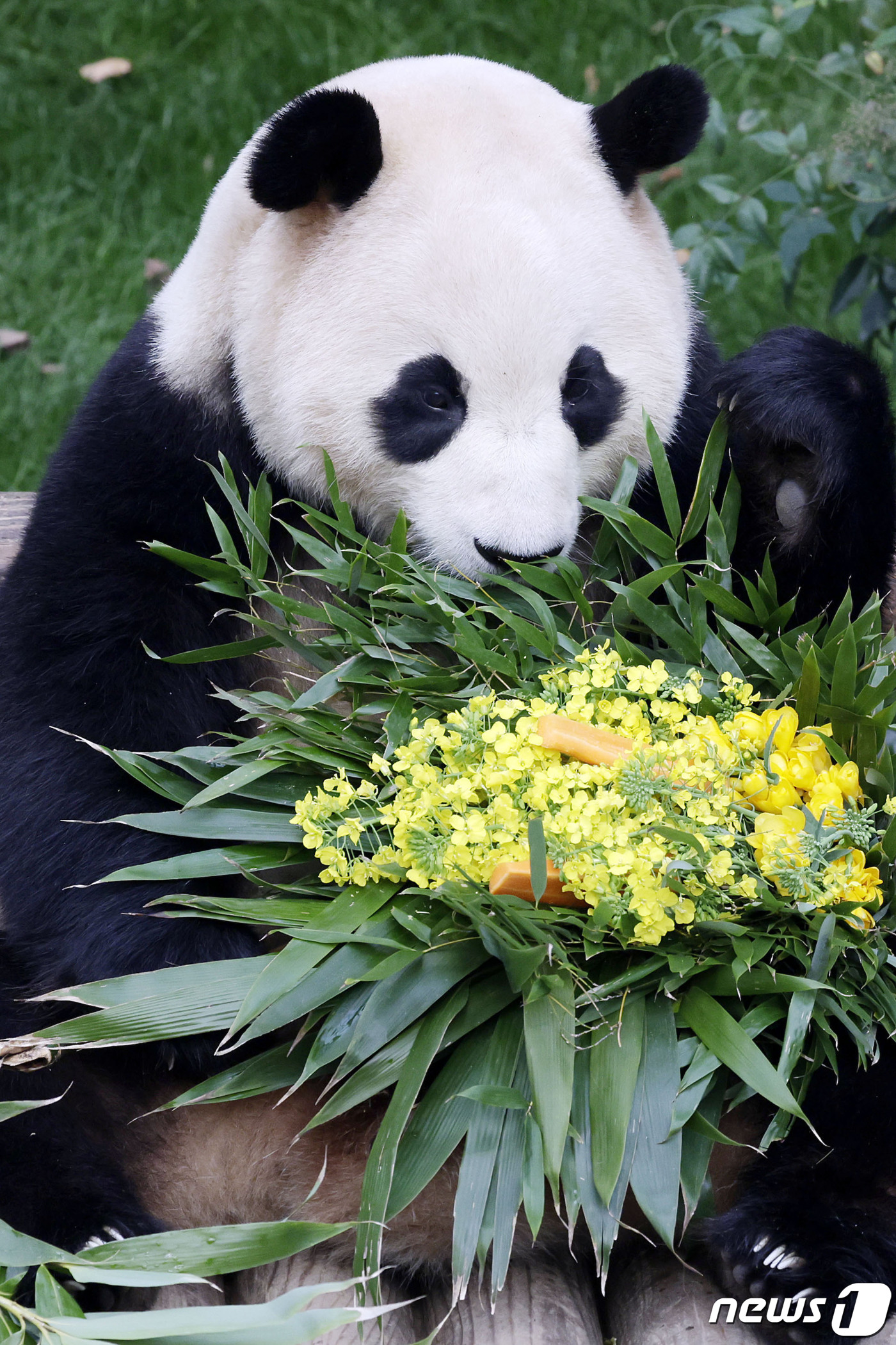 (용인=뉴스1) 사진공동취재단 = 푸바오가 일반 관람객들을 만나는 마지막 날인 3일 오전 경기 용인시 에버랜드 판다월드 실내 방사장에서 푸바오가 강철원 사육사로부터 받은 유채꽃과 …
