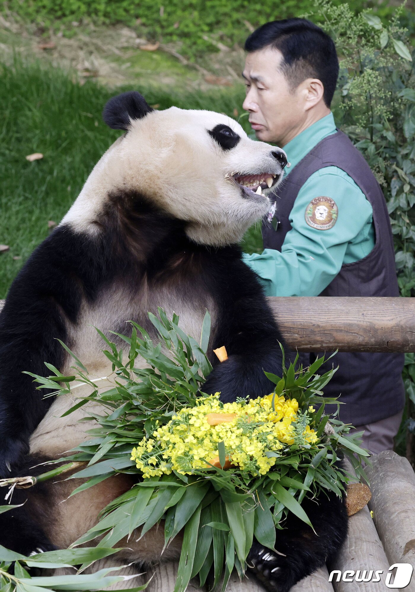 본문 이미지 - 푸바오가 일반 관람객들을 만나는 마지막 날인 3일 오전 경기 용인시 에버랜드 판다월드 실내 방사장에서 강철원 사육사가 푸바오를 쓰다듬고 있다. 2024.3.3/뉴스1 ⓒ News1 사진공동취재단